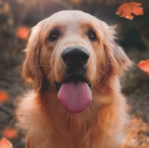 doggy